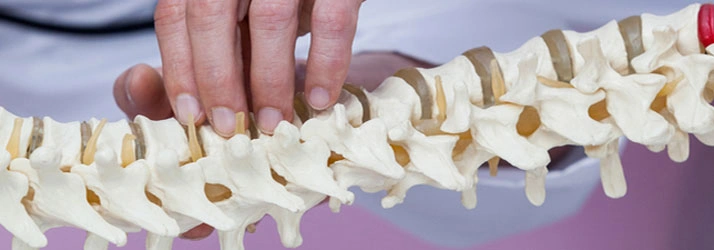 Person holding a anatomical model of a human spine,